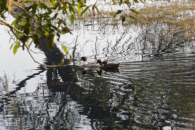 Keoladeo national park-102